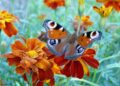 kikimiki butterfly 1629320 1280