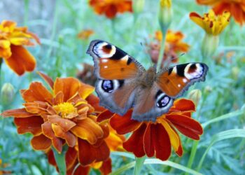 kikimiki butterfly 1629320 1280