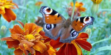 kikimiki butterfly 1629320 1280