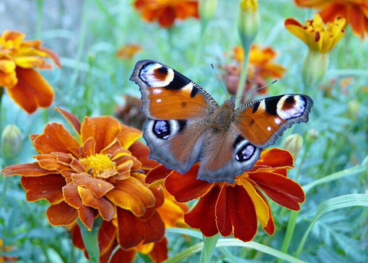 kikimiki butterfly 1629320 1280