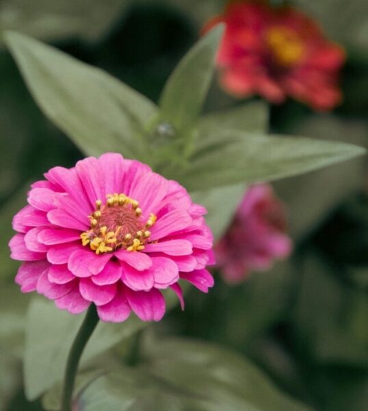 lancier zinnia 7680881 1280