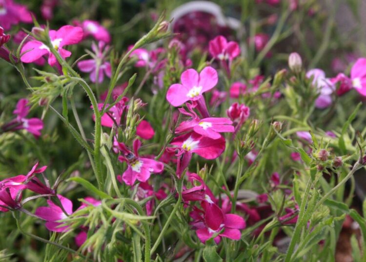 leeanng lobelia 4981685 1280