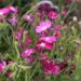 leeanng lobelia 4981685 1280