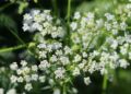 manfredrichter meadow chervil 5113617 1280