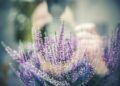 markusspiske lavender 1461298 1280