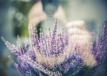 markusspiske lavender 1461298 1280