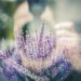 markusspiske lavender 1461298 1280