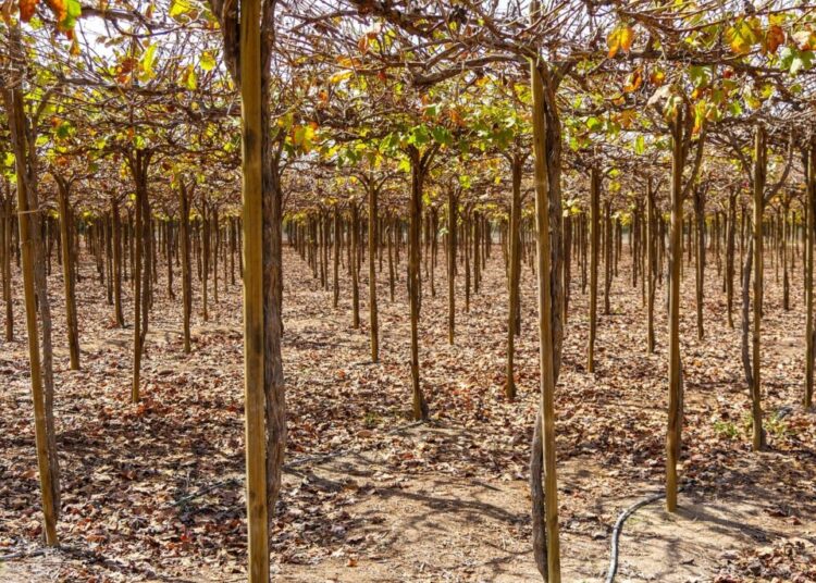 monikap wine growing 3642891 1280