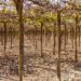 monikap wine growing 3642891 1280
