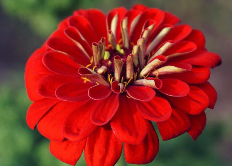 nowaja flower 7432368 1280