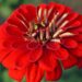 nowaja flower 7432368 1280
