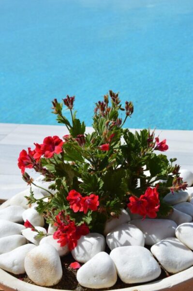 peggychoucair geraniums 1443593 1280