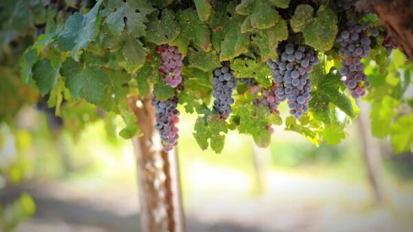 vinna reva pexels grapes 1844745 1280