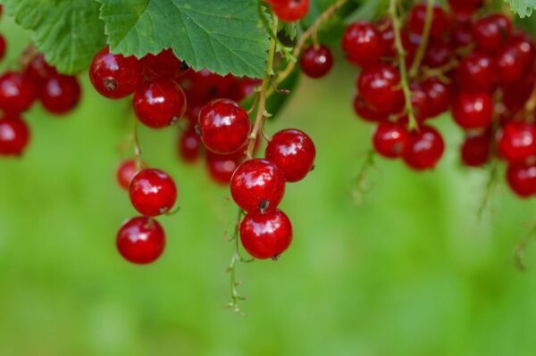 rybiz pezibear currants 896223 1280