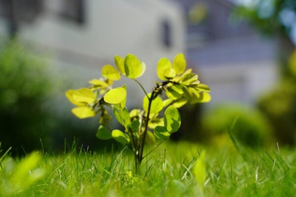 photography by sebbi sapling 6386956 1280