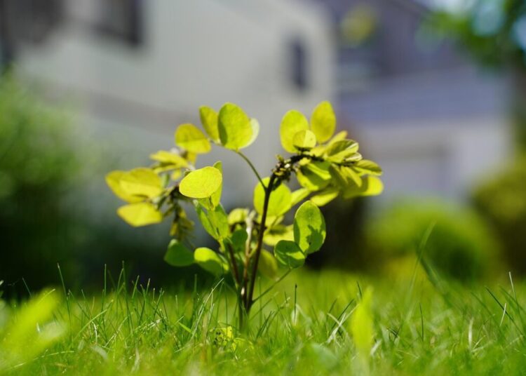 photography by sebbi sapling 6386956 1280