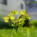 photography by sebbi sapling 6386956 1280