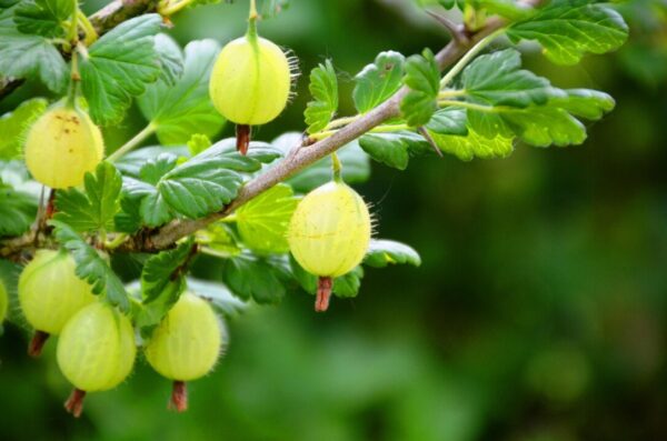 angrest pipsimv fruit 361589 1280