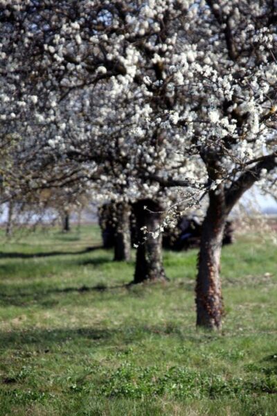 rycky21 trees 7125455 1280