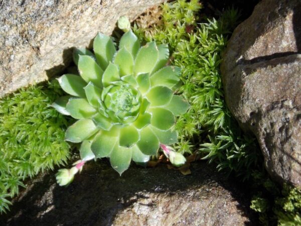 skalka sesam4711 stonecrop 350993 1280