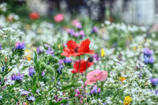 kvetinova louka susanneedele flower meadow 5431038 1280