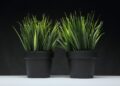 svetlana reis artificial grass 4056458 1280