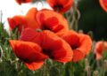 uschi du poppy 6309124 1280
