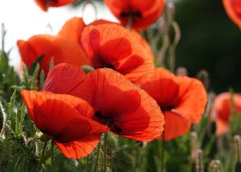 uschi du poppy 6309124 1280