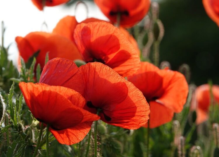 uschi du poppy 6309124 1280