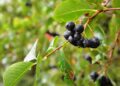 utroja0 chokeberry 2643274 1280