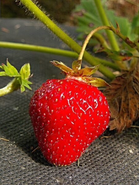 zdenet strawberry 369418 1280