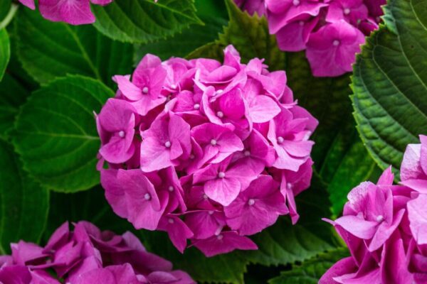 hortenzie a different perspective hydrangea 1517778 1280