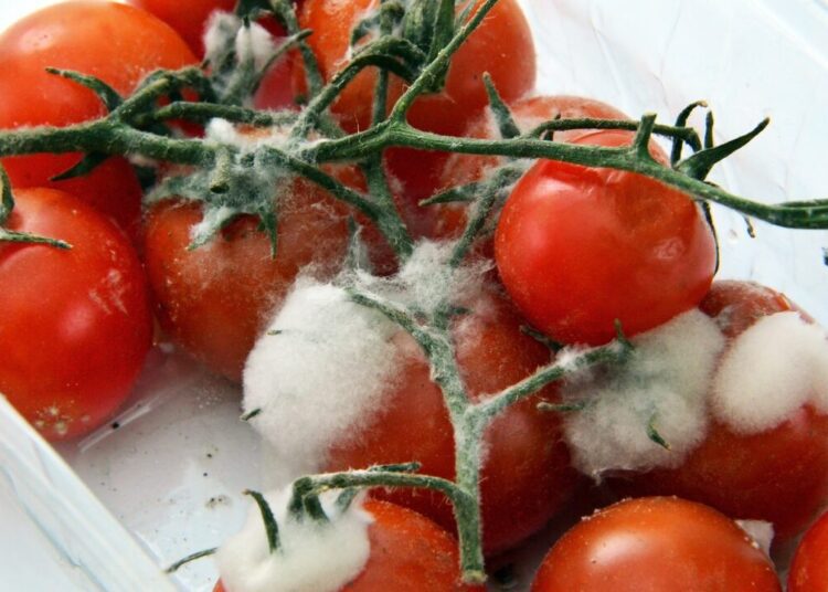 adonyig food 3190171 1280