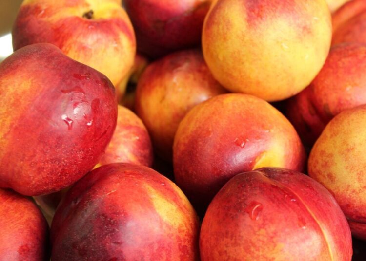 alicja nectarines 4534241 1280