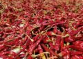 alit22 red chill 5420349 1280