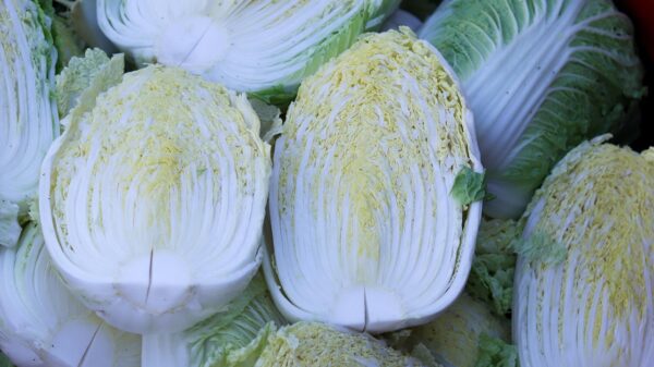 allybally4b chinese cabbage 5798137 1280