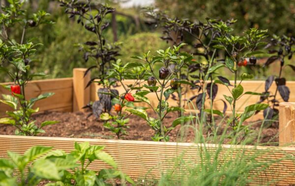 vyvyvseny zahon andreasgoellner raised bed 4392783 1280
