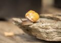 andreasgoellner snails 4077883 1280