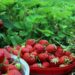 carlstridsberg strawberries 1467902 1280