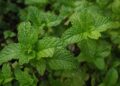 chrisccp mint 4904876 1280