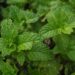 chrisccp mint 4904876 1280