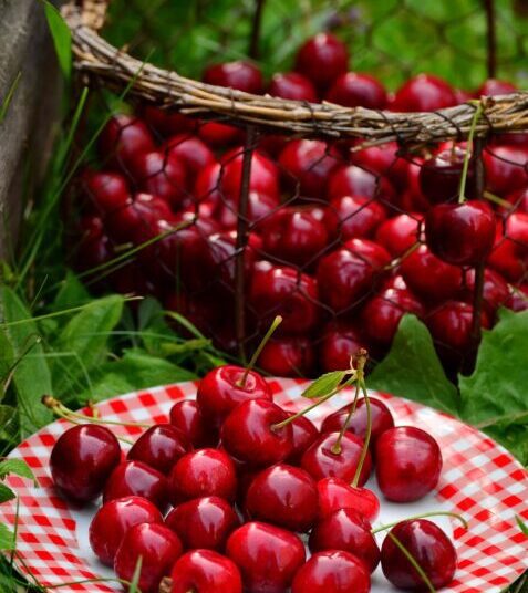 congerdesign cherries 1503977 1280