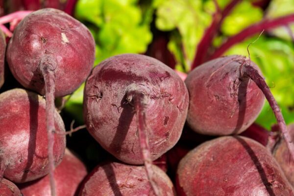 repa couleur beetroot 3463259 1280