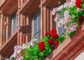 couleur flower 3571338 1280