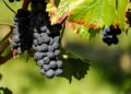 couleur grapes 1696921 1280