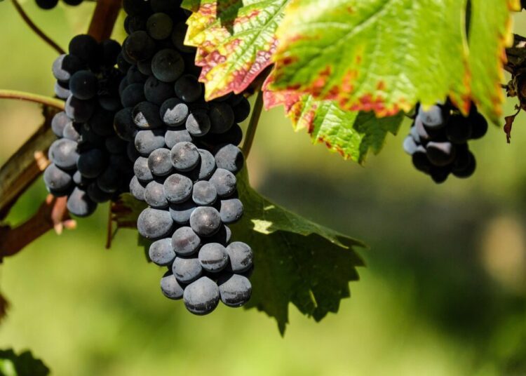 couleur grapes 1696921 1280
