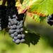 couleur grapes 1696921 1280