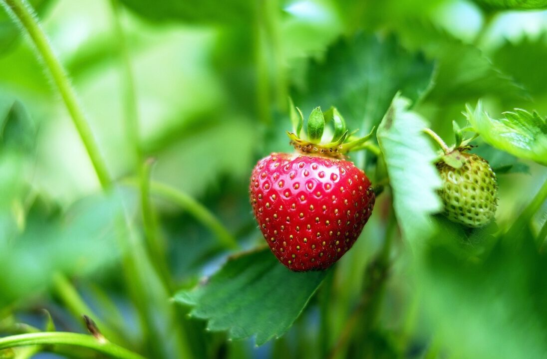 couleur strawberries 1453352 1280