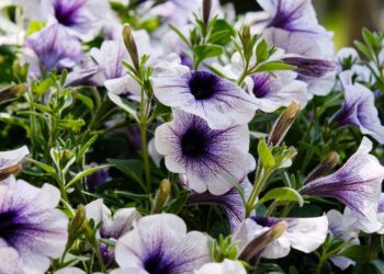 davitimi flowers 3529969 1280