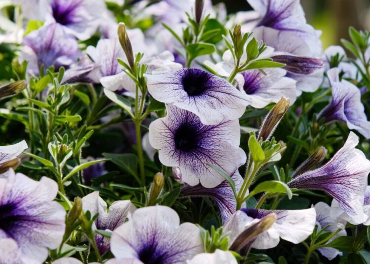 davitimi flowers 3529969 1280